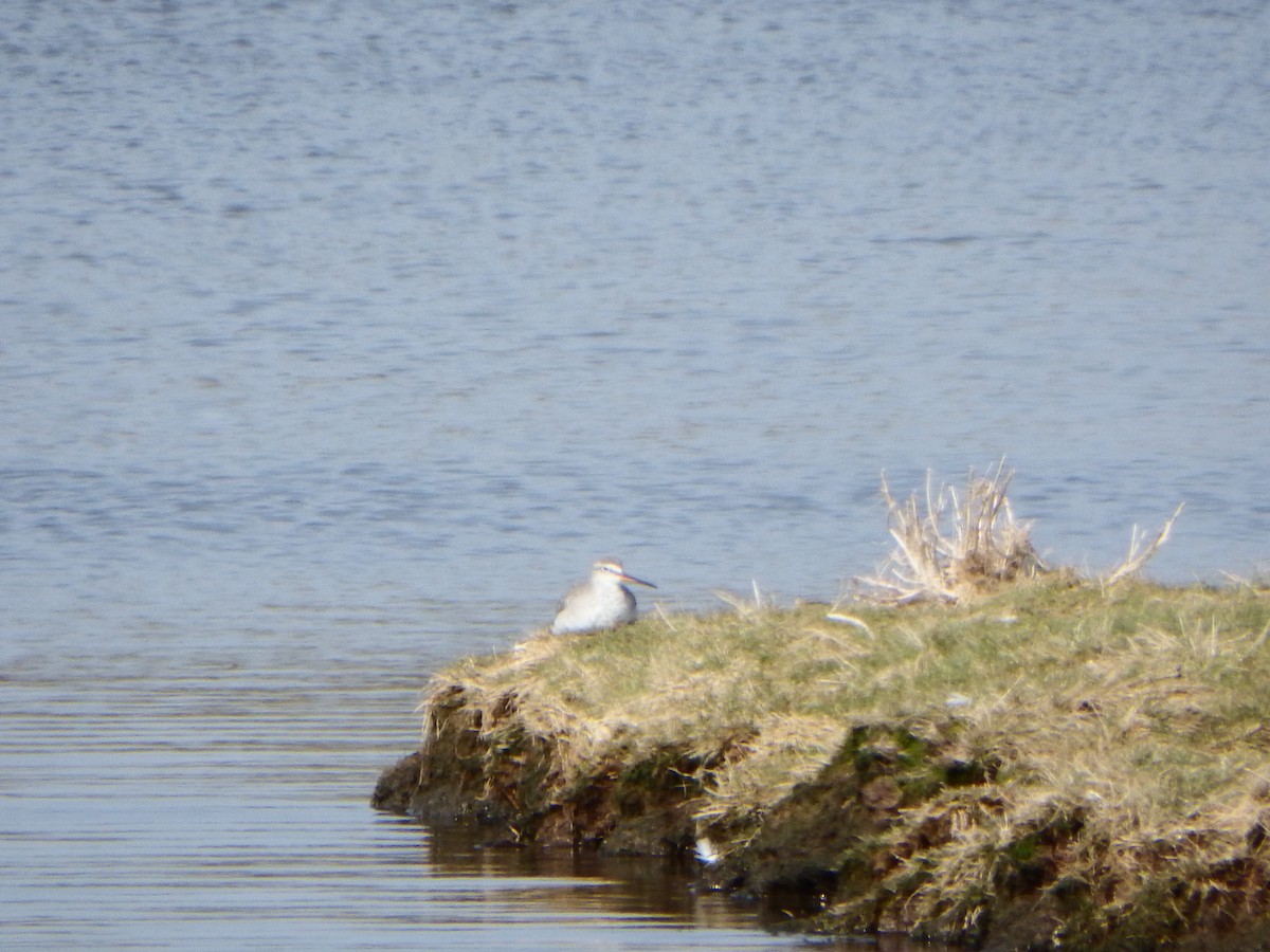 Spotted Redshank - ML137467071