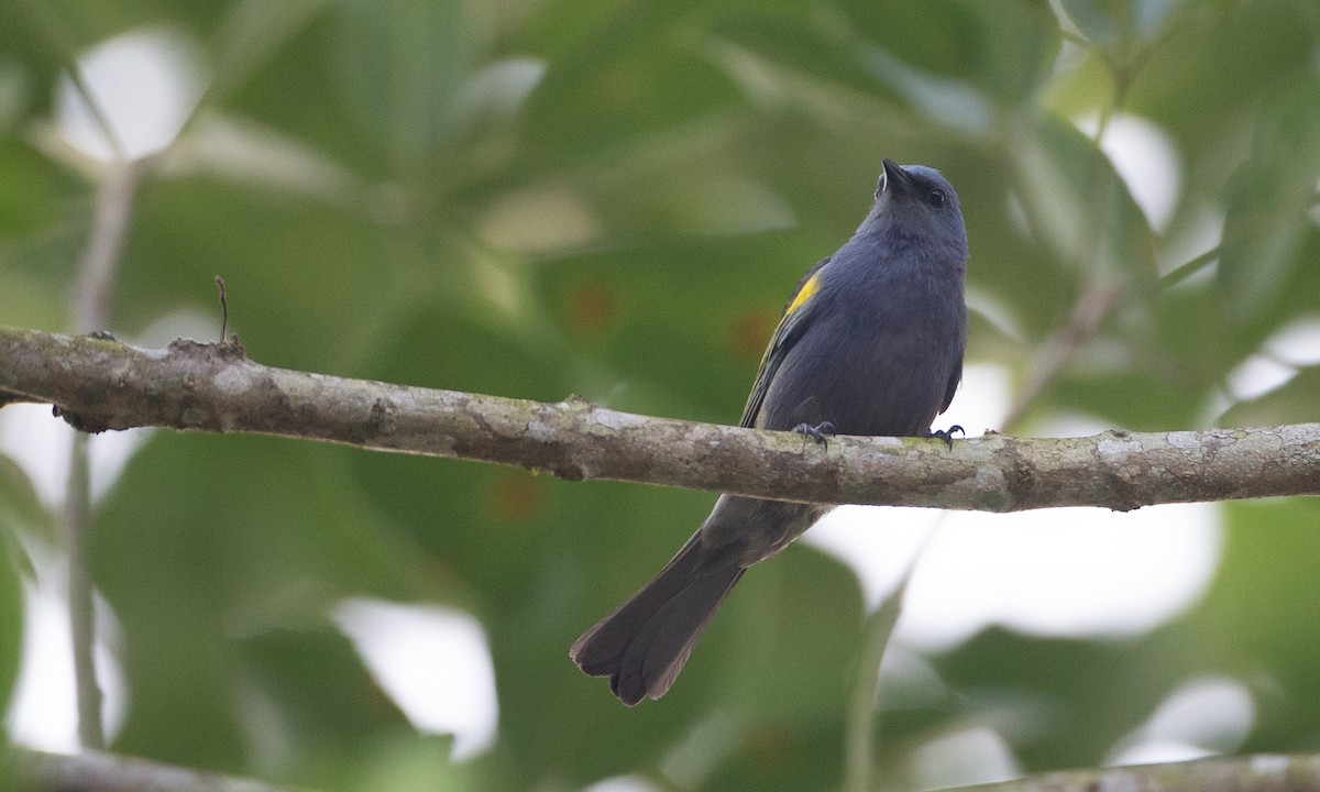 Golden-chevroned Tanager - Chris Wood