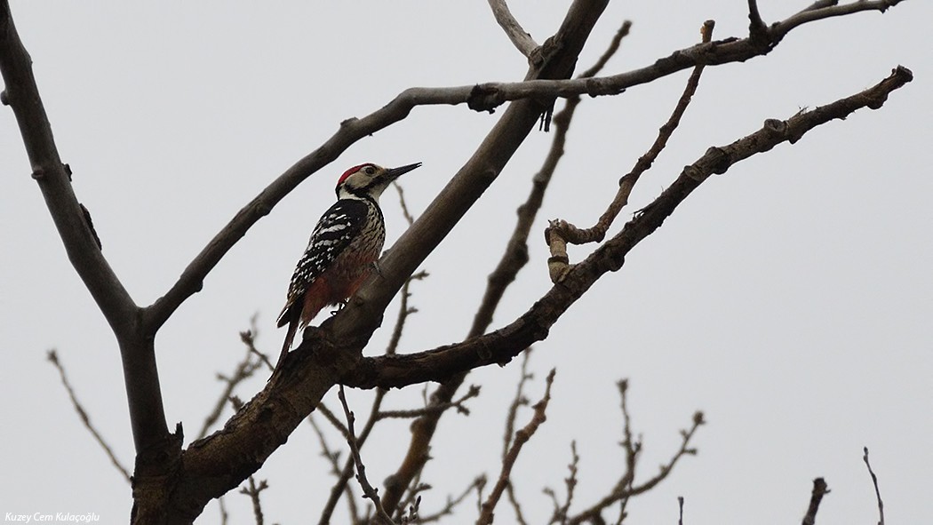 White-backed Woodpecker - ML137473561