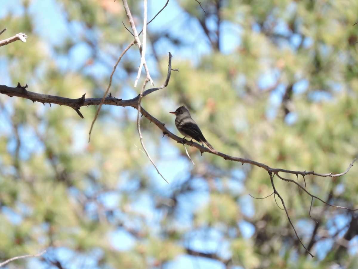 Greater Pewee - Taylor Abbott