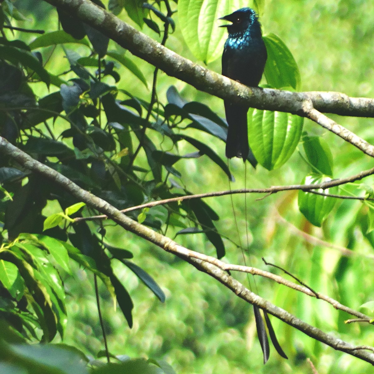 Lesser Racket-tailed Drongo - Nate Shipley
