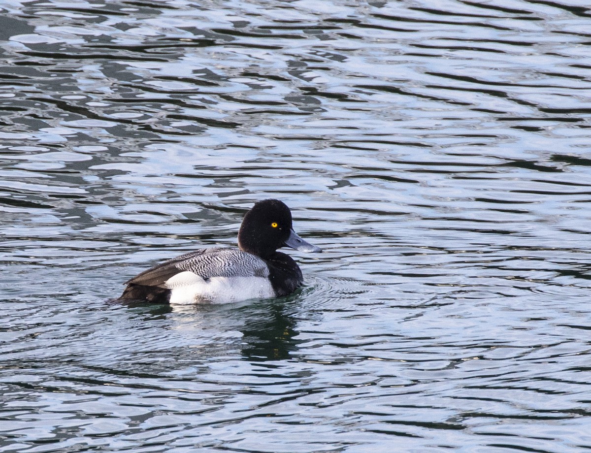 Greater Scaup - ML137476901
