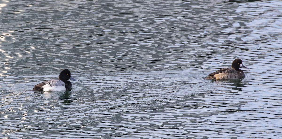 Greater Scaup - ML137476961