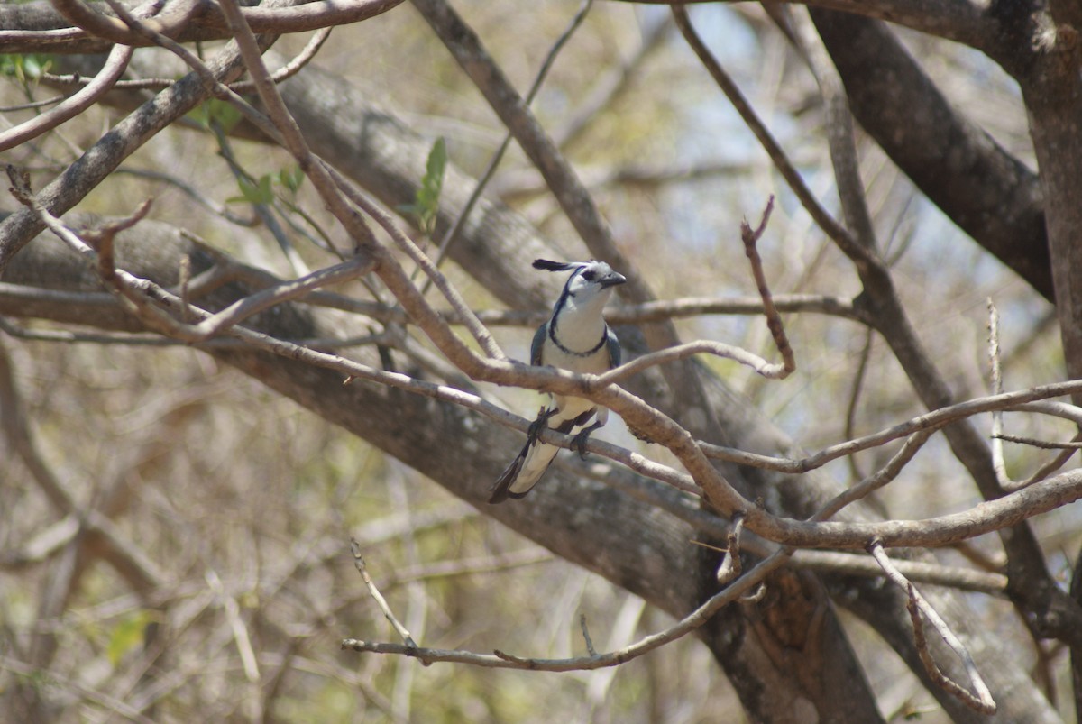 White-throated Magpie-Jay - ML137477421