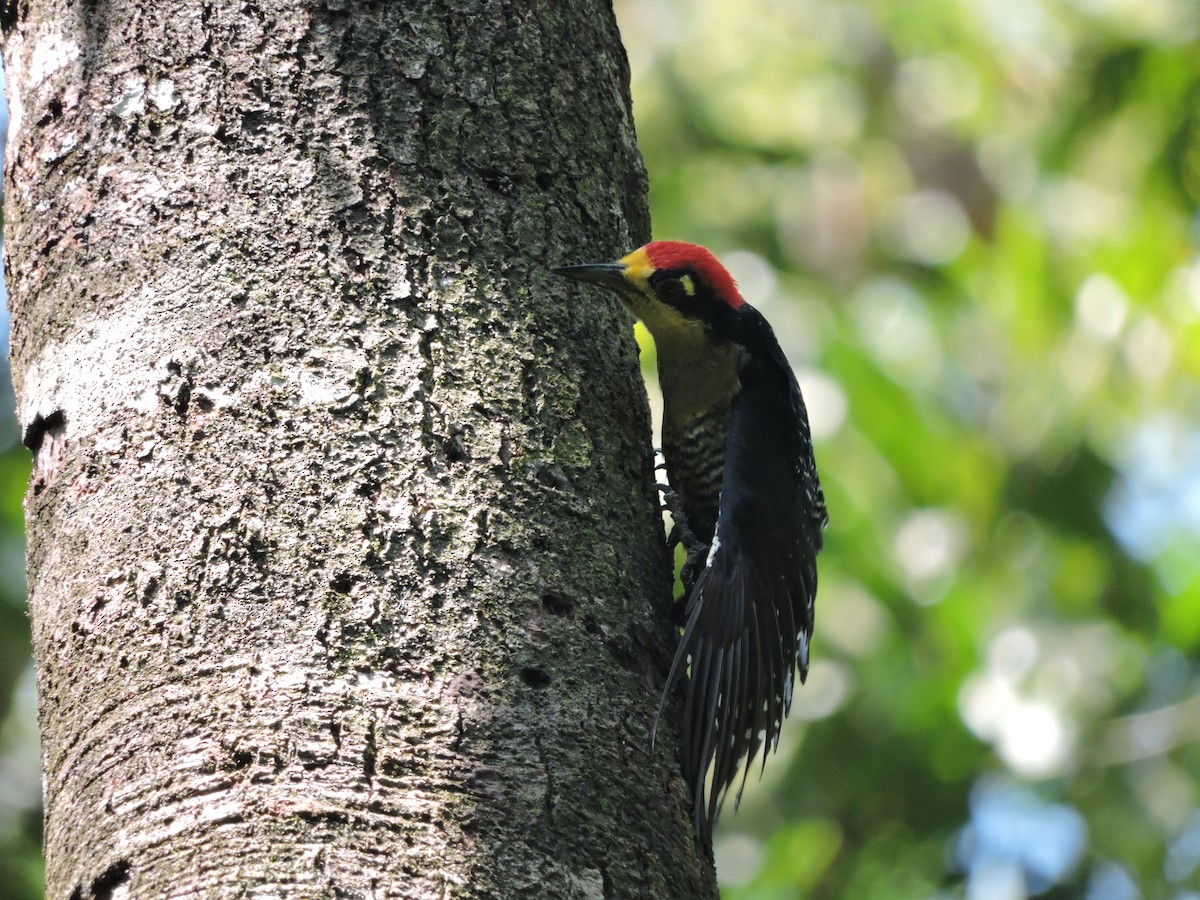 Black-cheeked Woodpecker - ML137477691