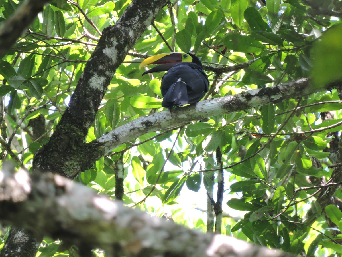 Yellow-throated Toucan (Chestnut-mandibled) - ML137477781
