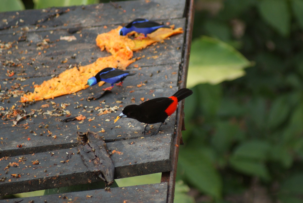Scarlet-rumped Tanager (Passerini's) - ML137477931