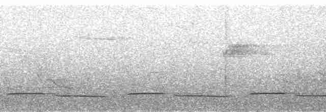 Зозуля-довгохвіст гірська (підвид patulus) - ML137480