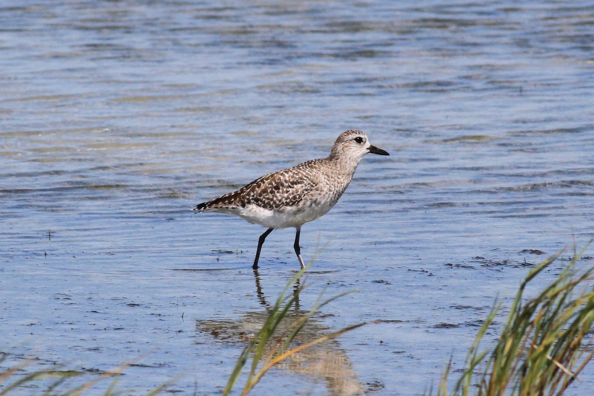 Black-bellied Plover - Michael McCloy