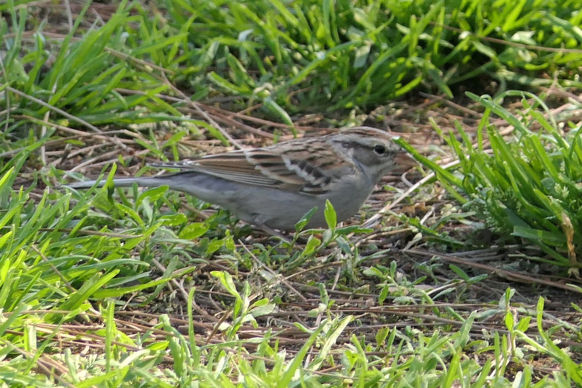 Chipping Sparrow - Robert Hamilton