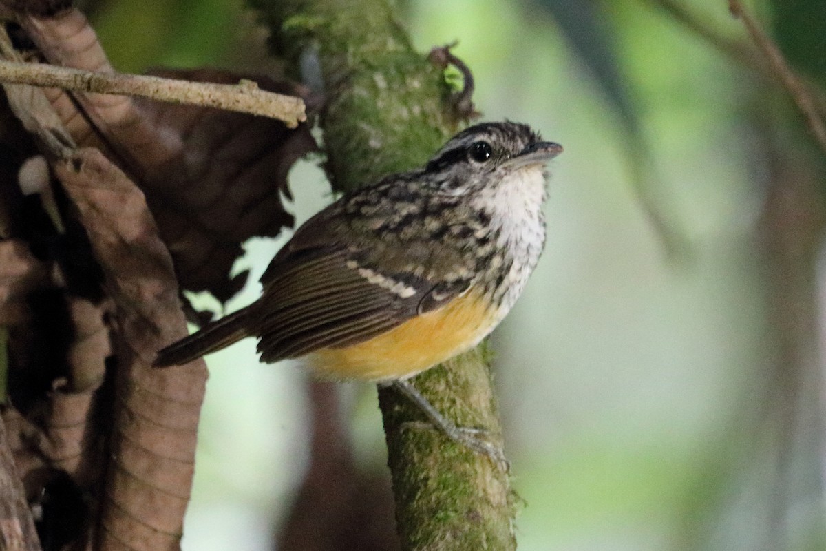 Peruvian Warbling-Antbird - Alta Tanner