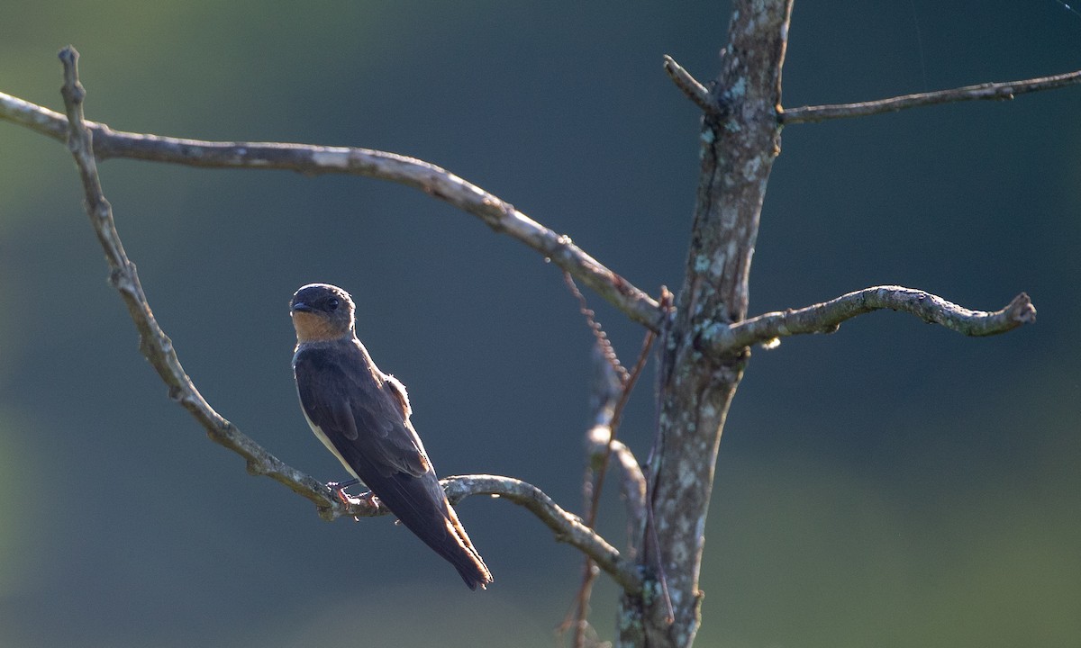 Southern Rough-winged Swallow - Chris Wood