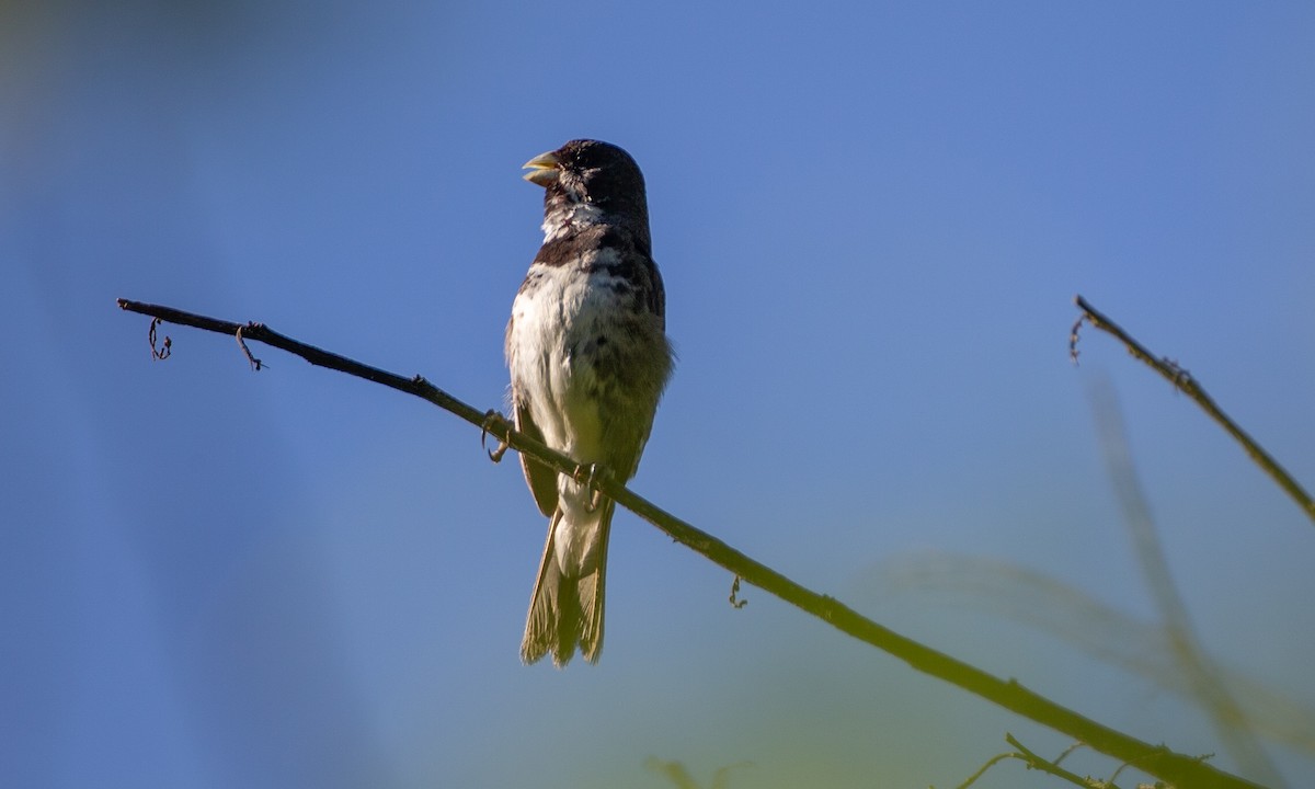 Double-collared Seedeater - Chris Wood