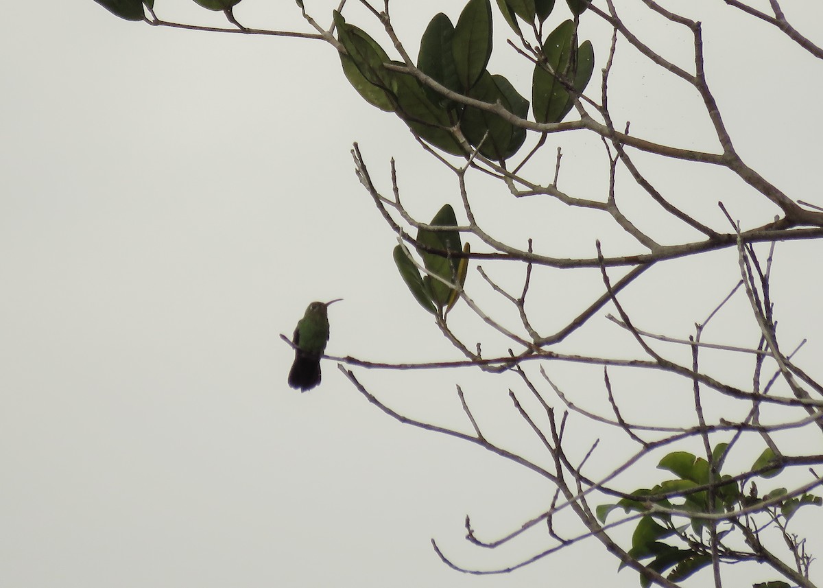 Зелёнохвостый колибри - ML137490321