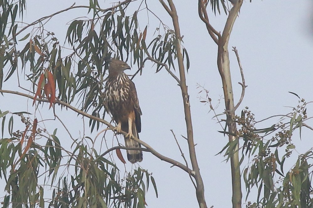 Changeable Hawk-Eagle (Crested) - ML137492791