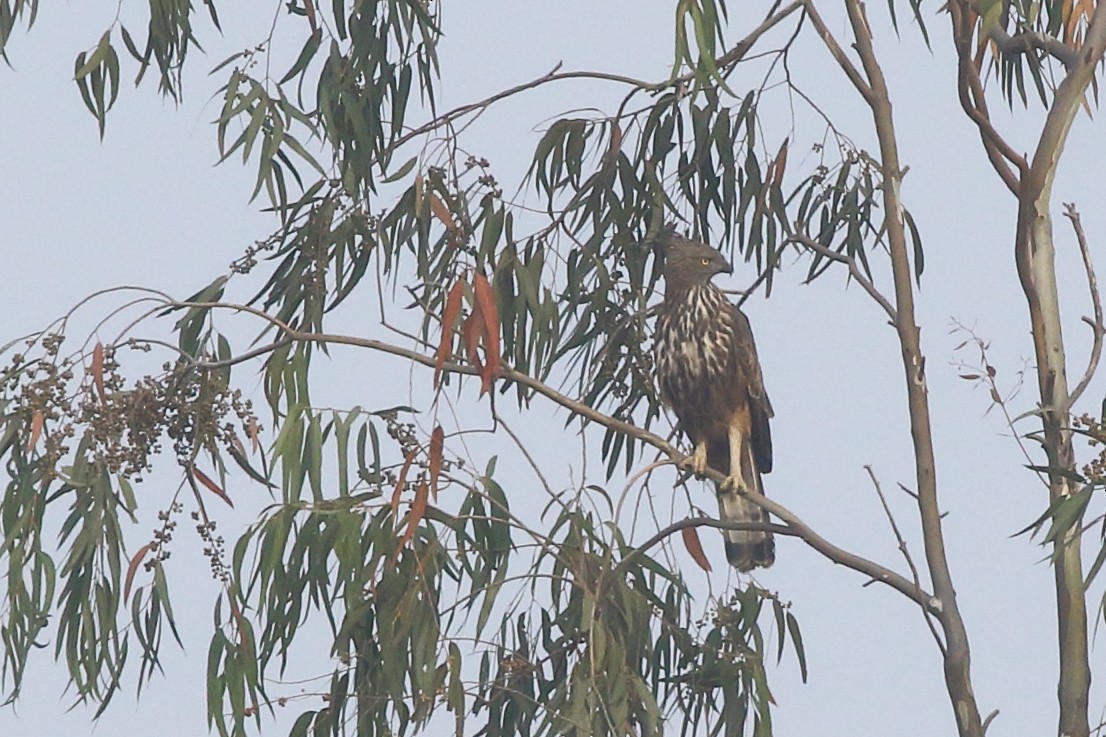Changeable Hawk-Eagle (Crested) - ML137492801