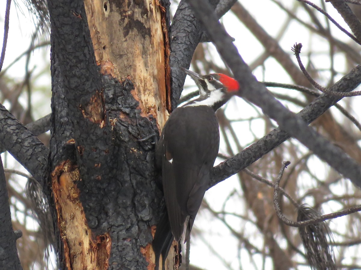 Pileated Woodpecker - Curtis Mahon
