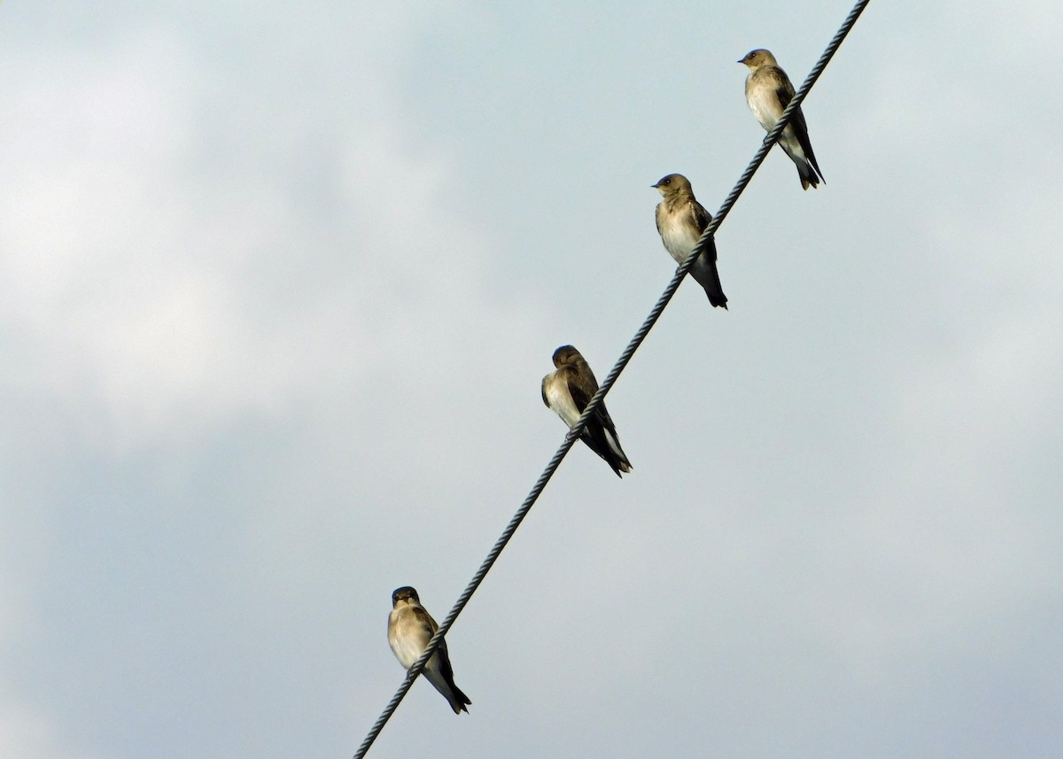 Northern Rough-winged Swallow - Kreg Ellzey