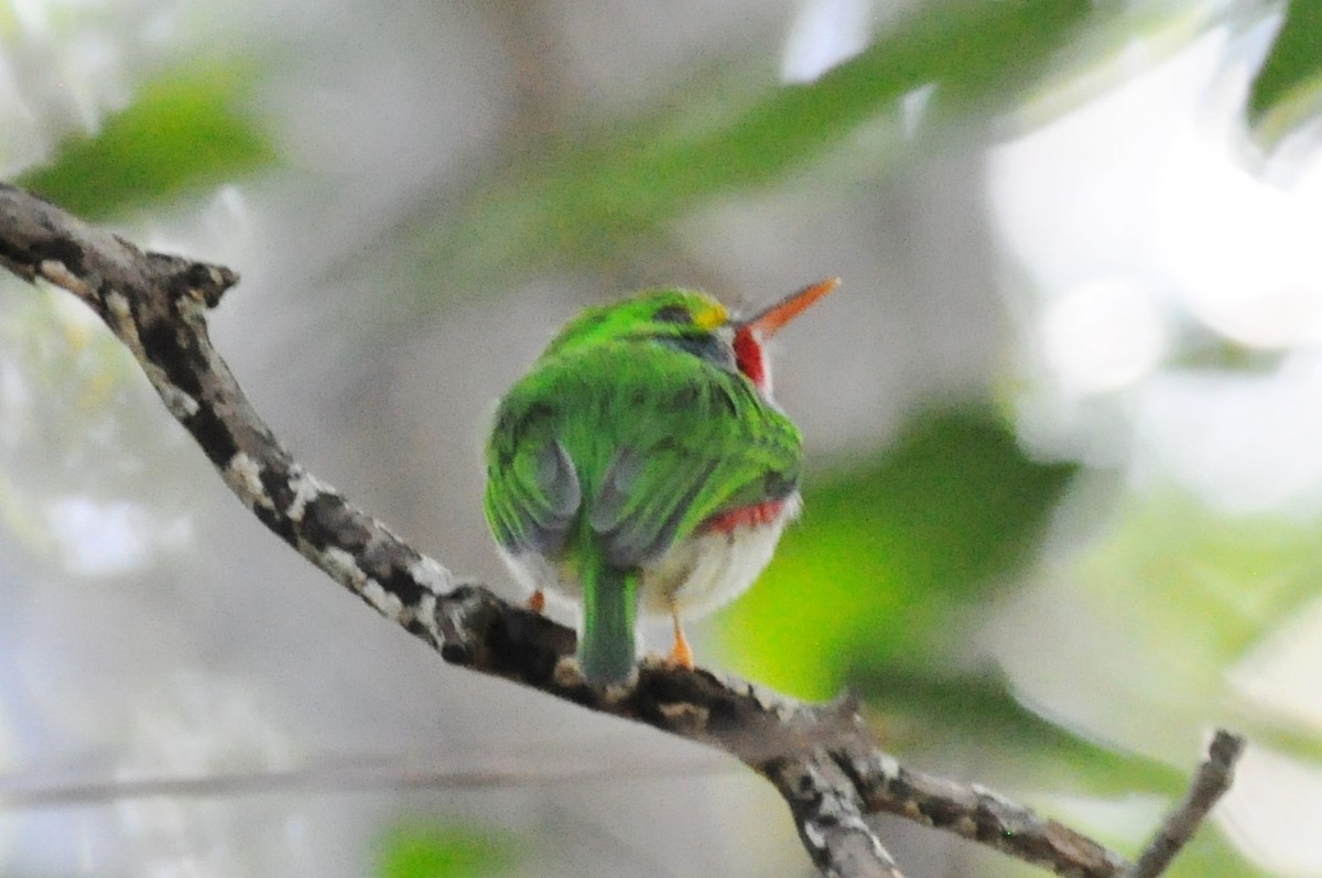 Cuban Tody - Tommie Rogers