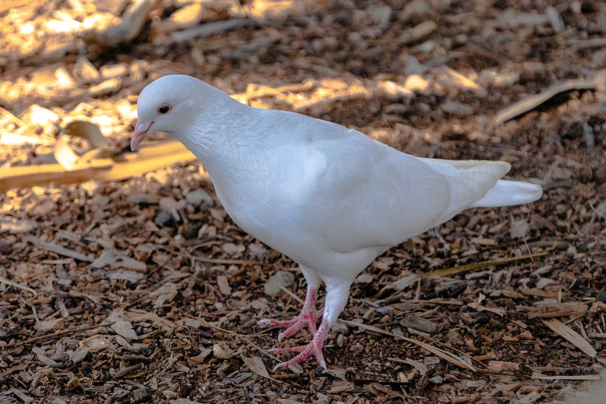 Rock Pigeon (Feral Pigeon) - ML137495611