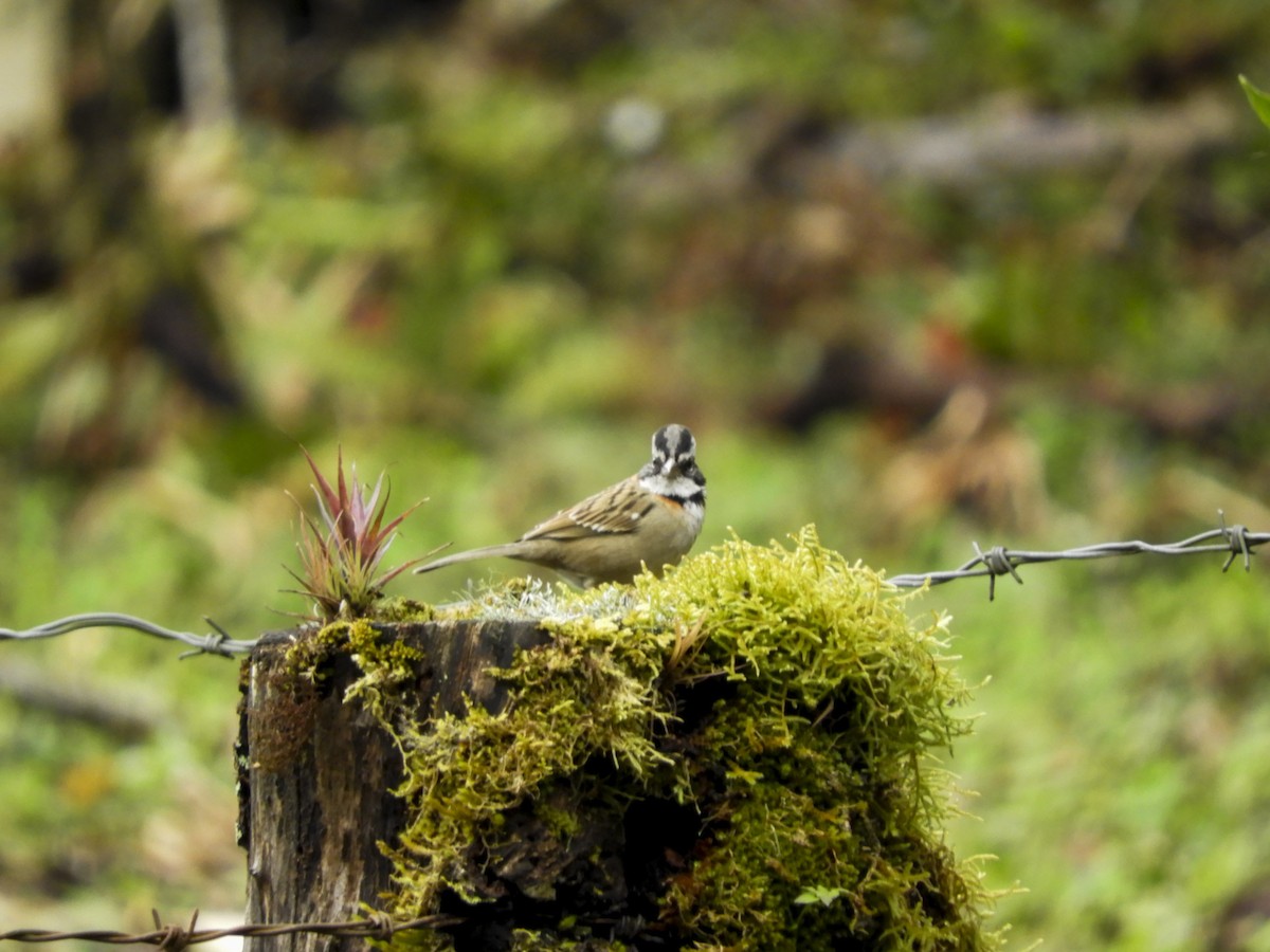 Rufous-collared Sparrow - ML137496481