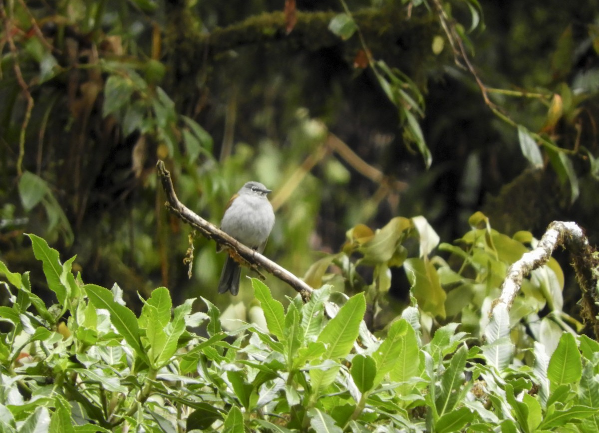 Brown-backed Solitaire - ML137496781