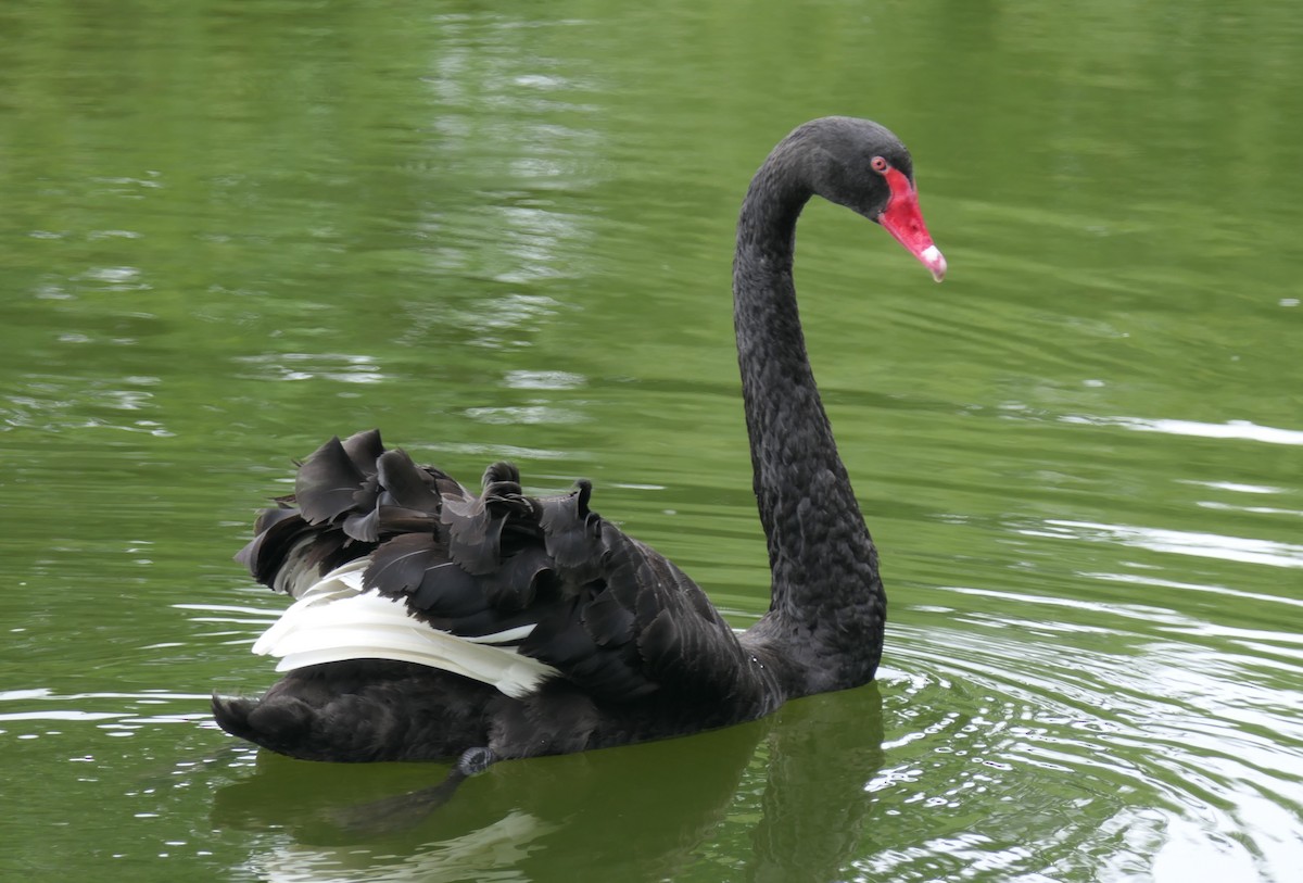 Black Swan - ML137496821