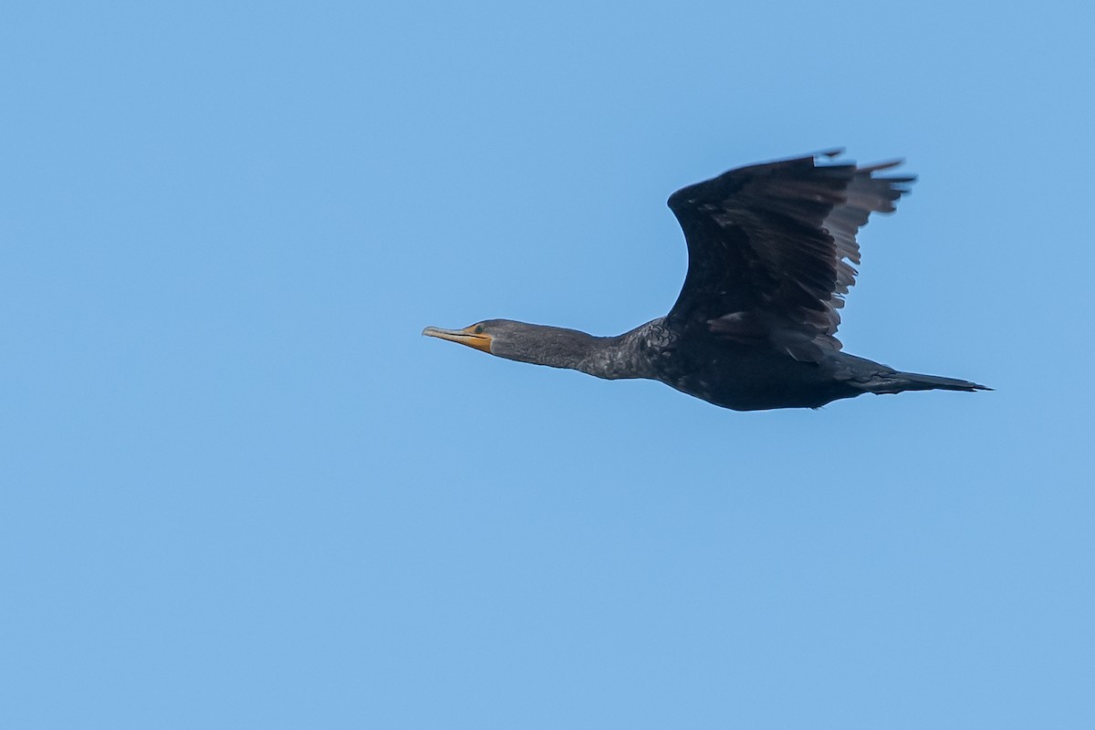 Double-crested Cormorant - Mike Stewart