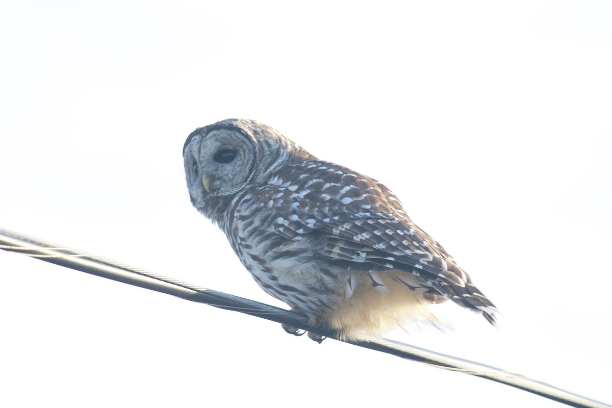 Barred Owl - Paul Gould