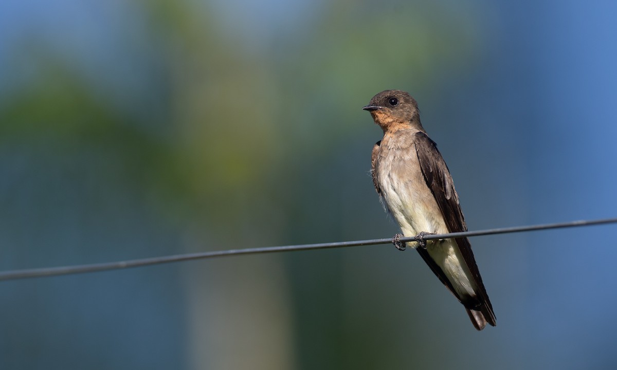 Southern Rough-winged Swallow - Chris Wood
