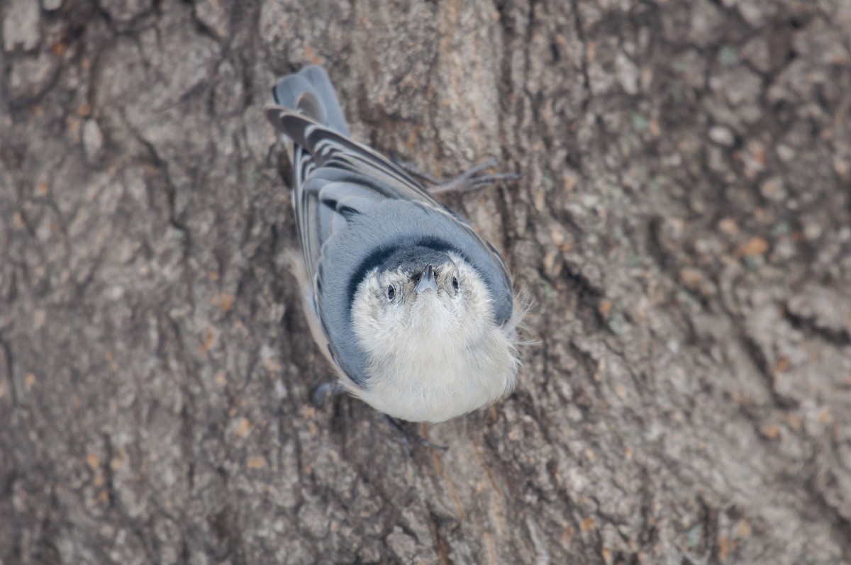 White-breasted Nuthatch - ML137499441