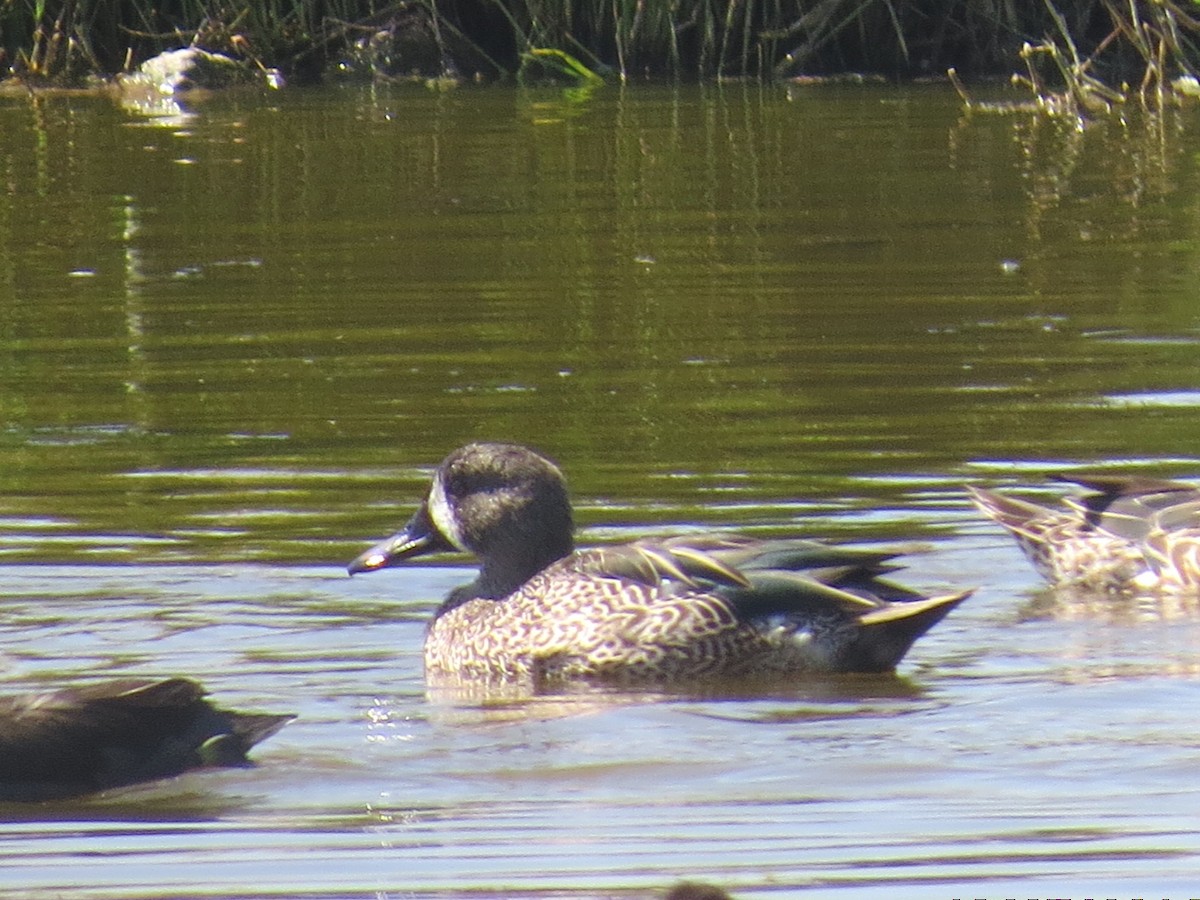Blue-winged Teal - ML137501071