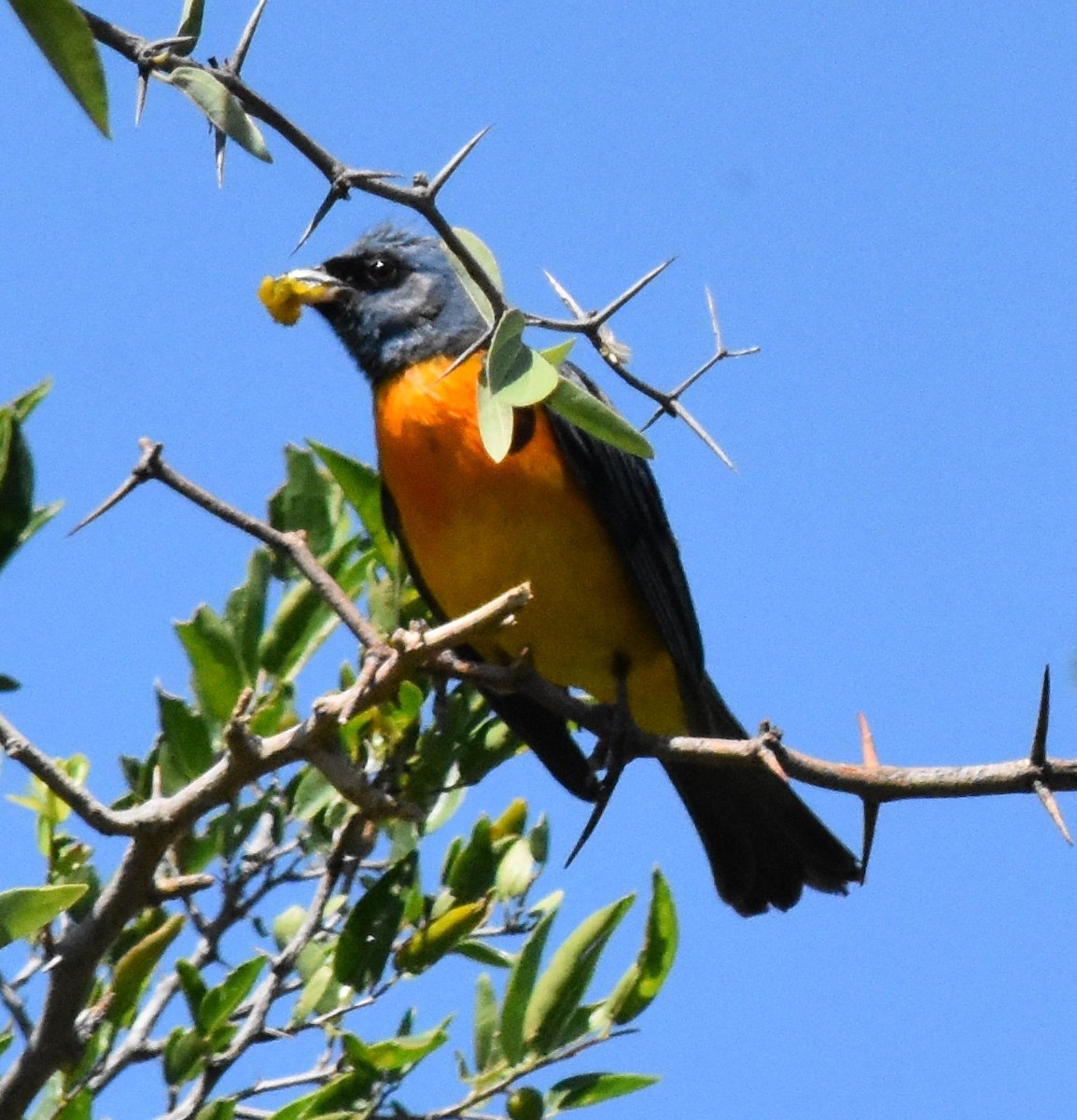 Blue-and-yellow Tanager - ML137502951