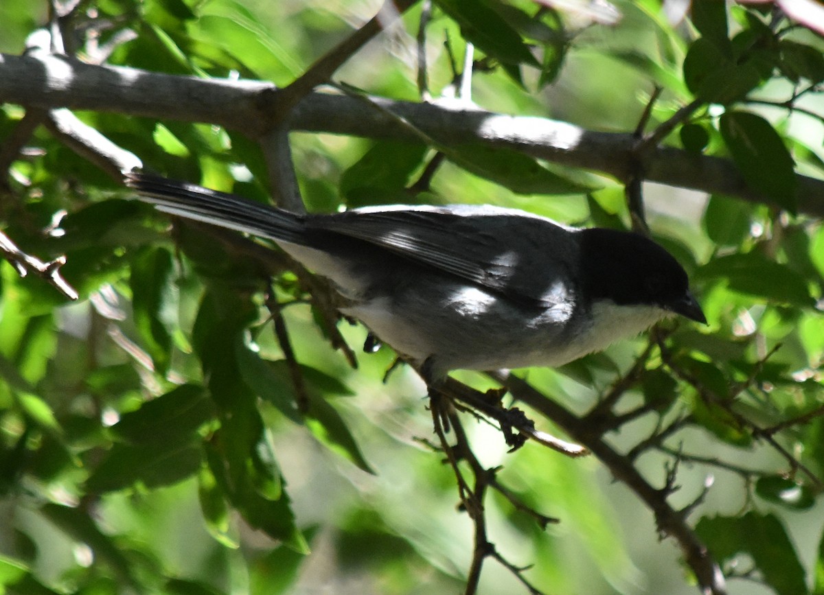 Black-capped Warbling Finch - ML137503171