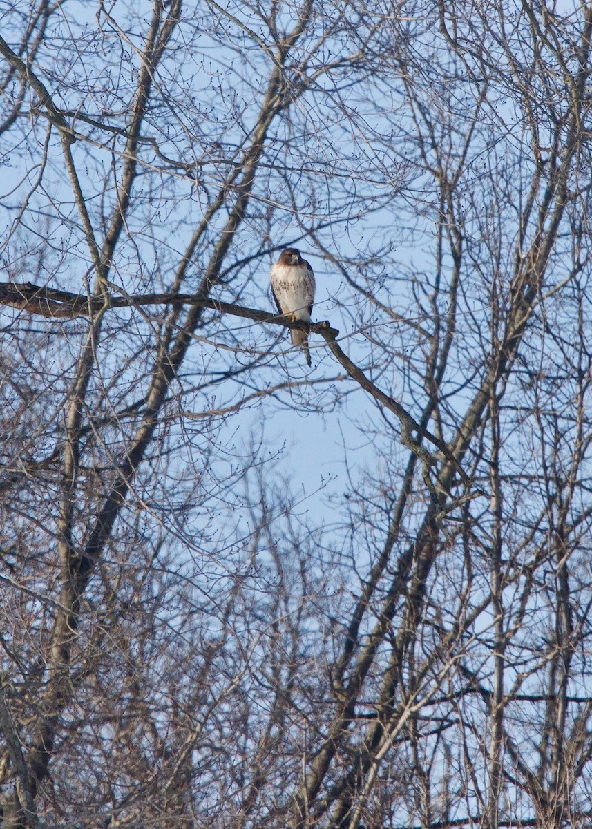 Red-tailed Hawk - ML137504371