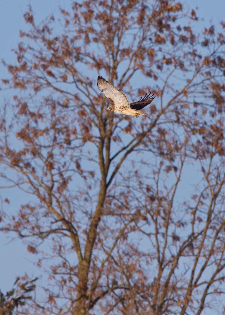 Red-tailed Hawk - ML137504381
