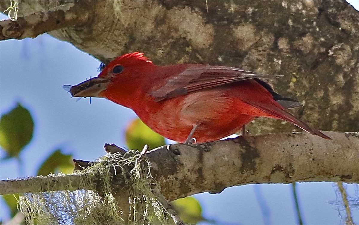 Summer Tanager - Don Roberson