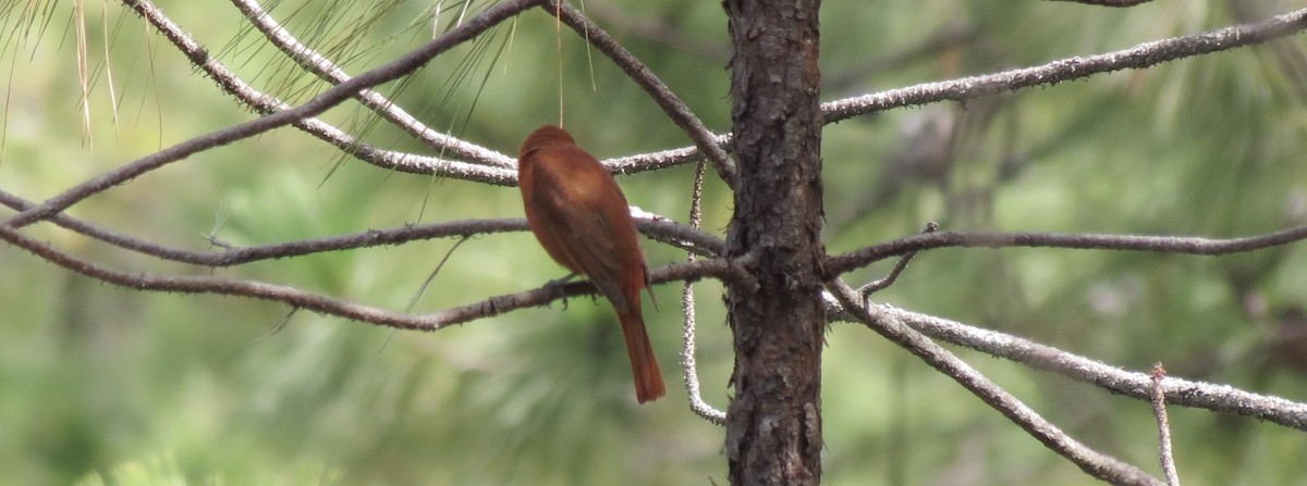 Hepatic Tanager - ML137506011