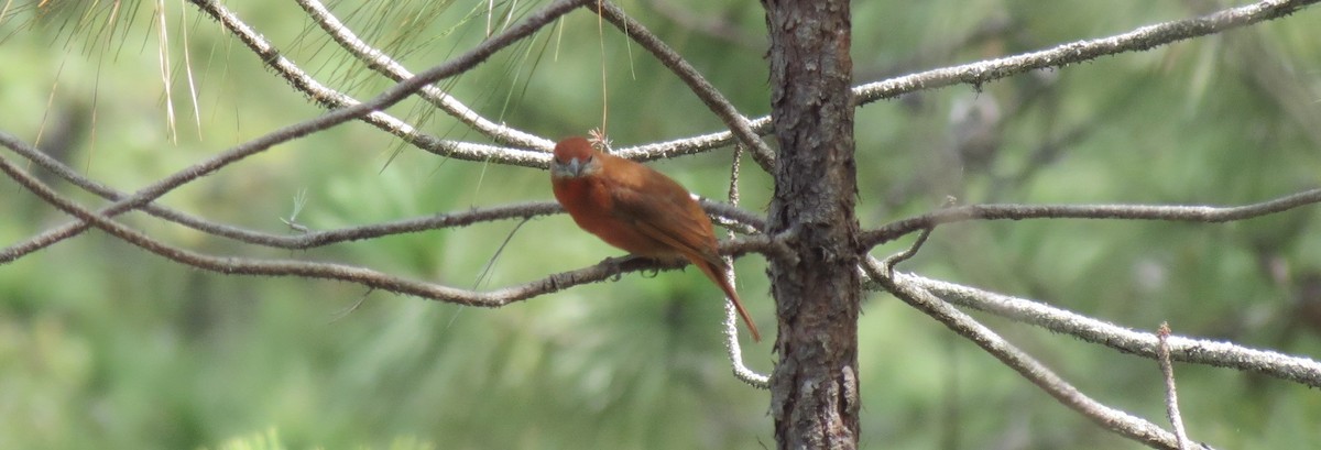 Hepatic Tanager - ML137506071