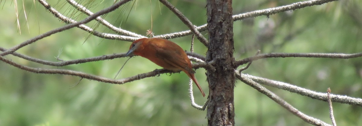 Hepatic Tanager - ML137506101