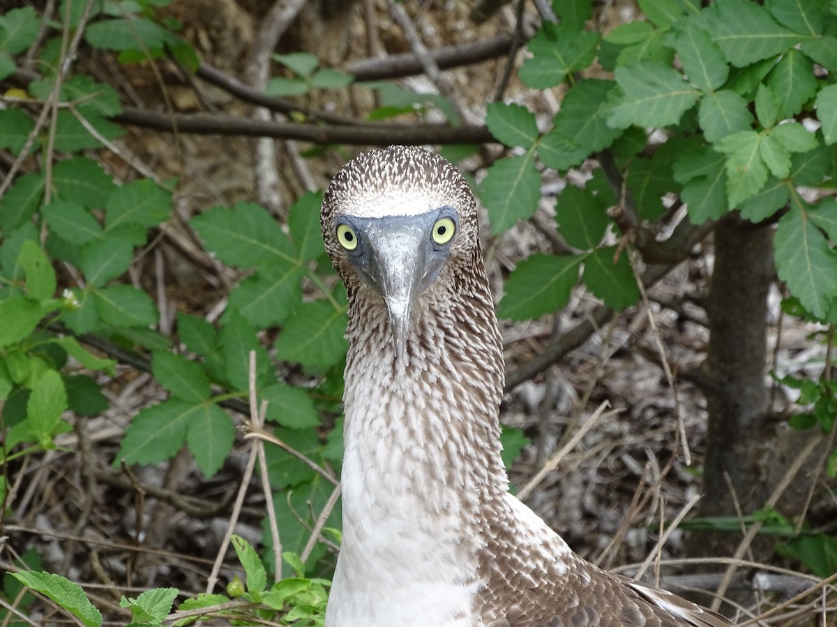 Blue-footed Booby - ML137506711