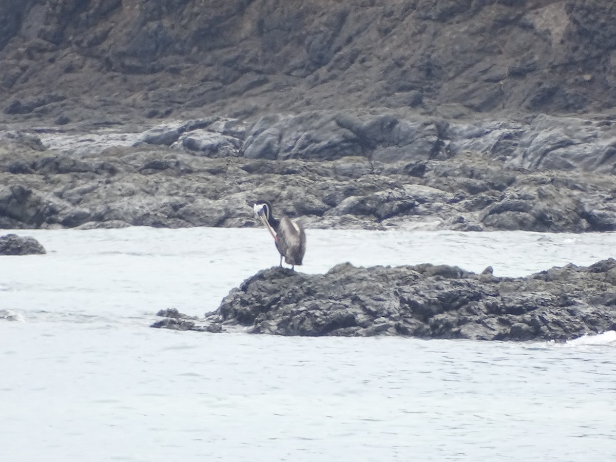 Peru Pelikanı - ML137506901