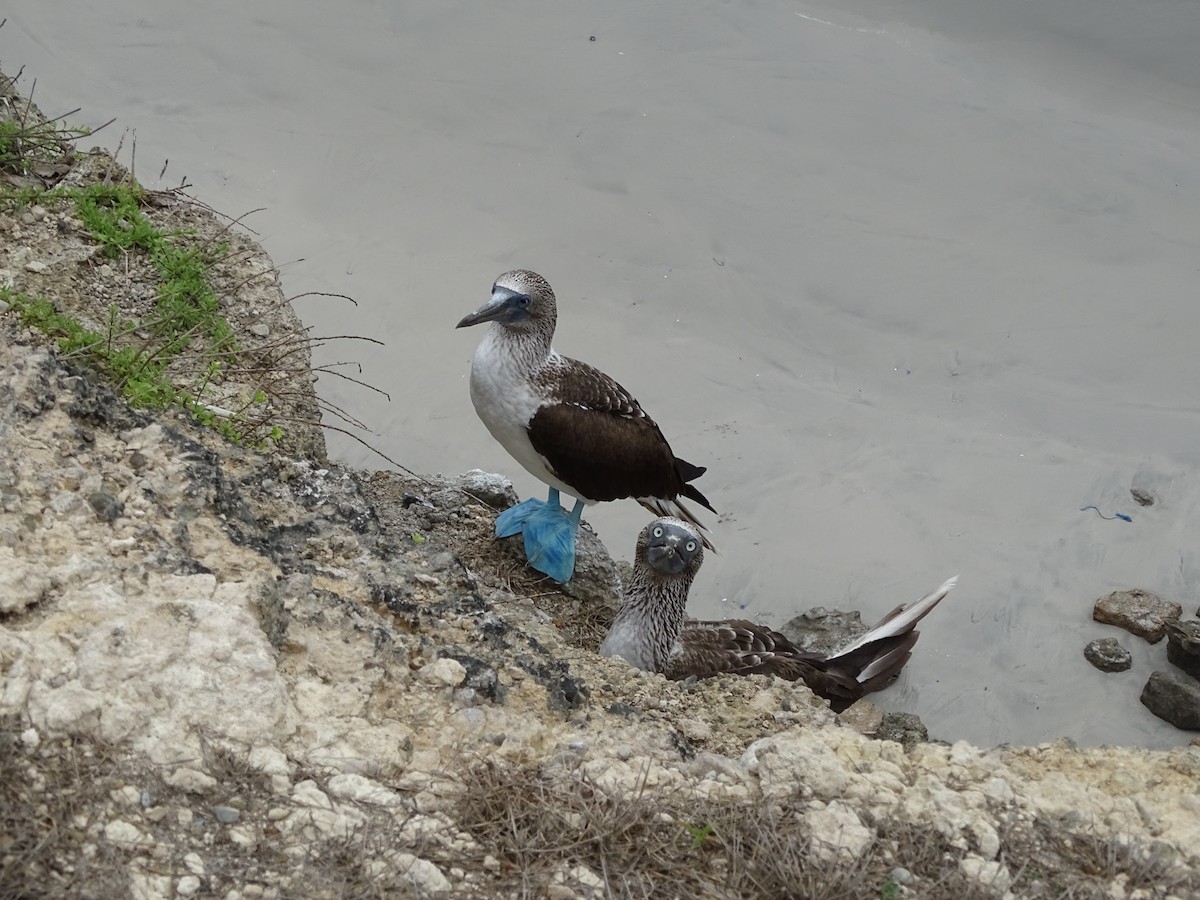 Blue-footed Booby - ML137506921