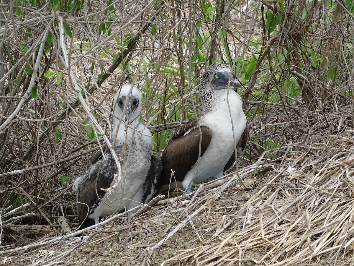 Blue-footed Booby - ML137507081