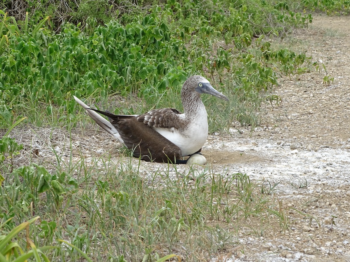 Blue-footed Booby - ML137507301