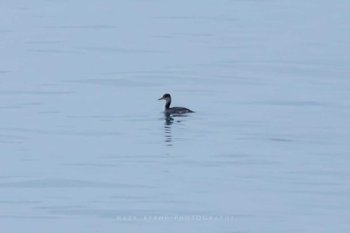Red-necked Grebe - ML137510961