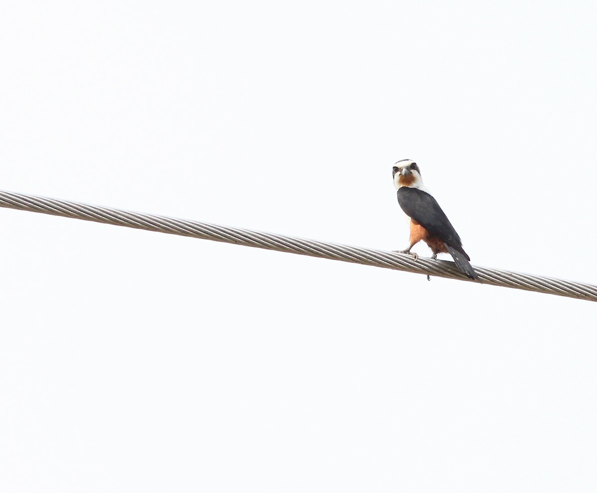 Collared Falconet - Ann Oliver
