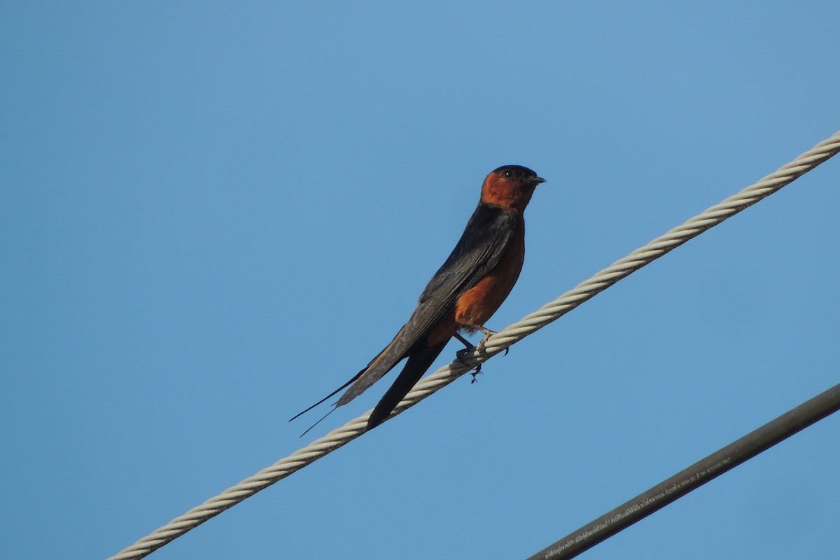 Rufous-bellied Swallow - Scott Housten