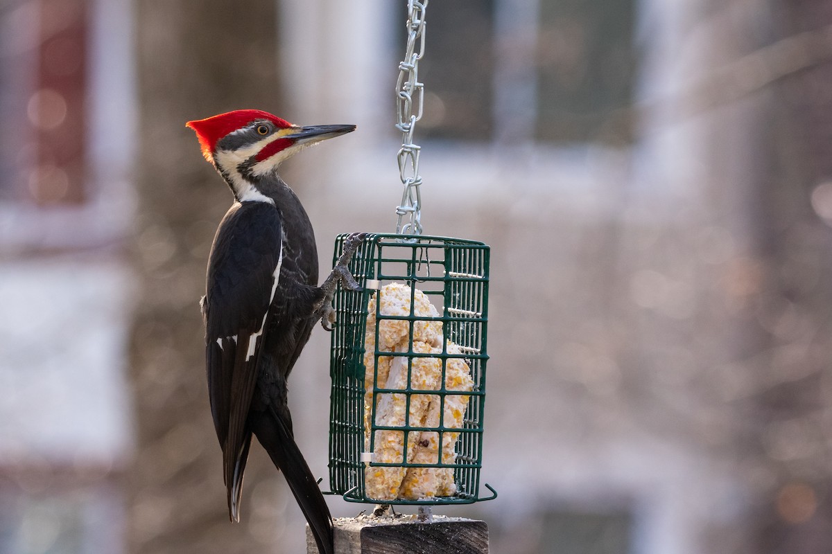 Pileated Woodpecker - Mary Fredenburgh