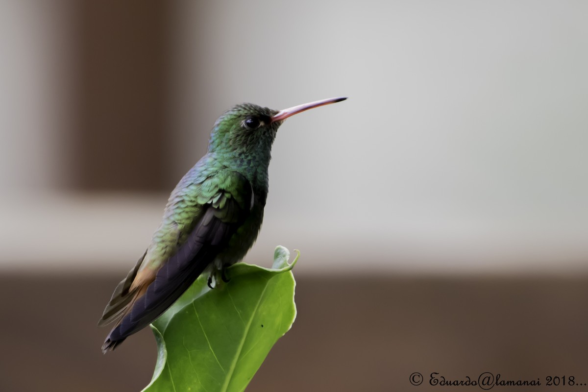 Rufous-tailed Hummingbird - Jorge Eduardo Ruano
